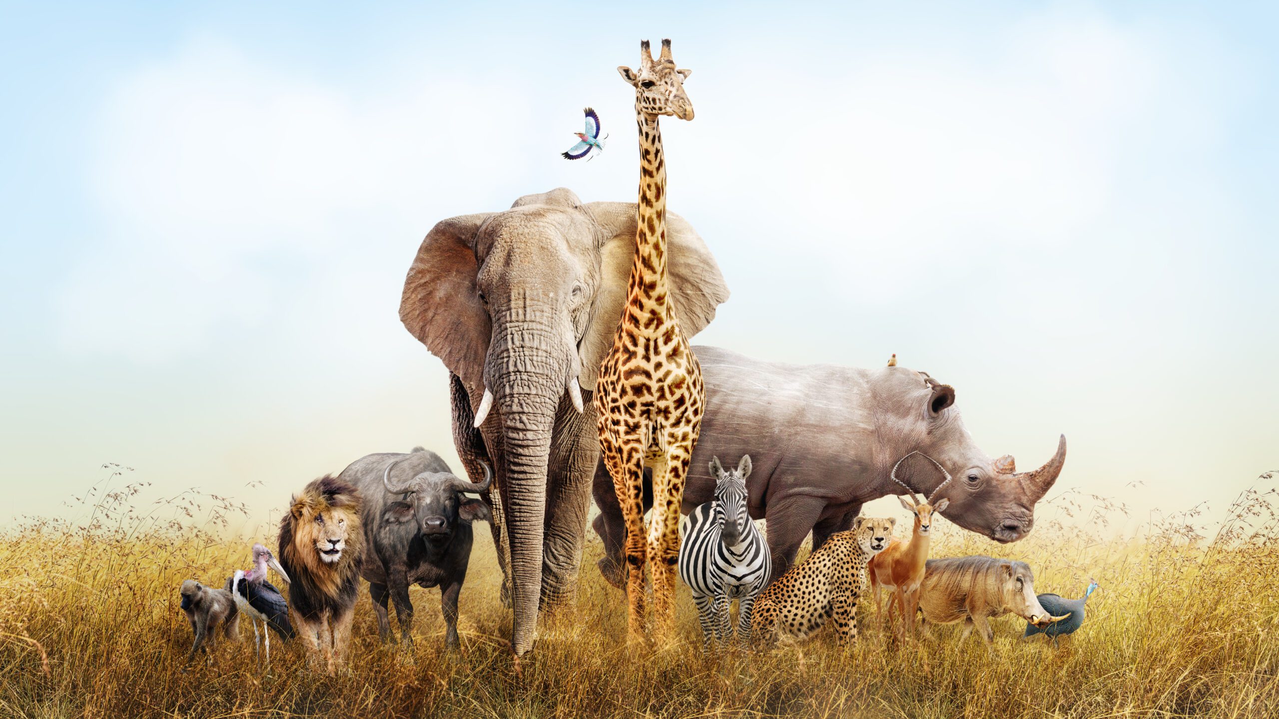 African Safari Animals