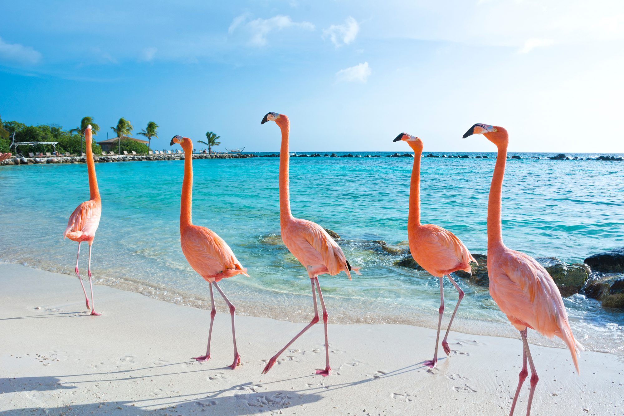 Pink Flamingos on Aruba Beach