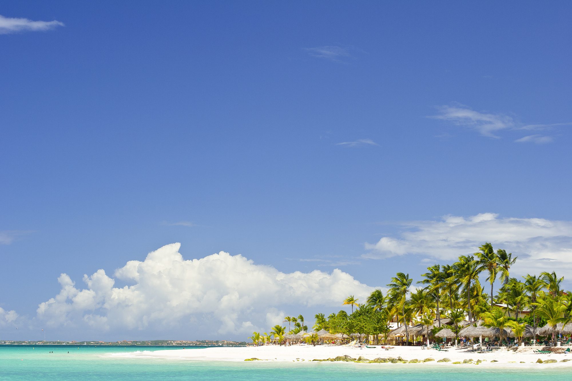 Beach in Aruba with Palm Trees