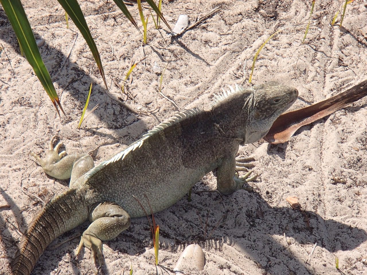 Iguana on Iguana Island