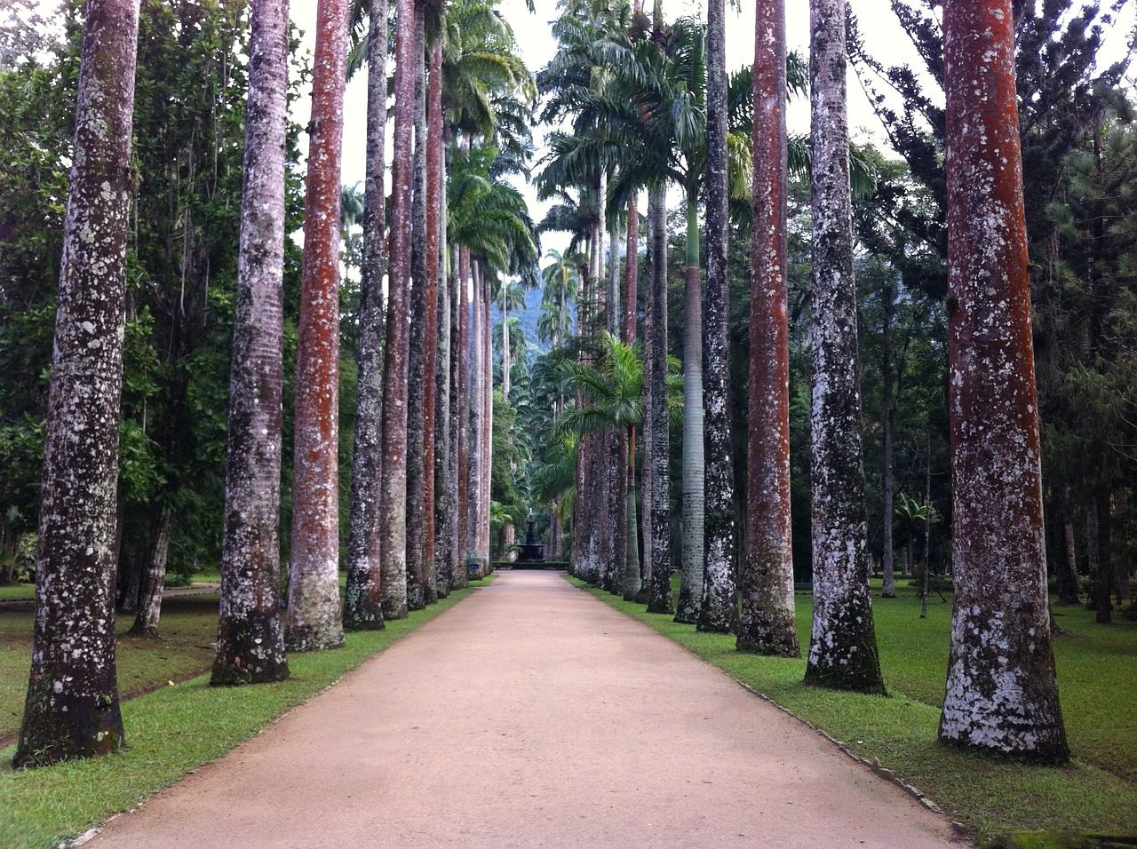 Rio de Janeiro botanical garden