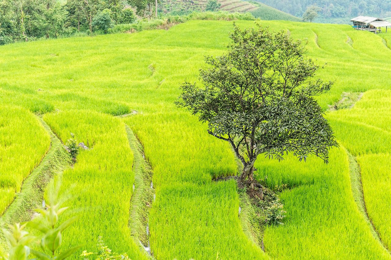 Rice field in Chiang Mai