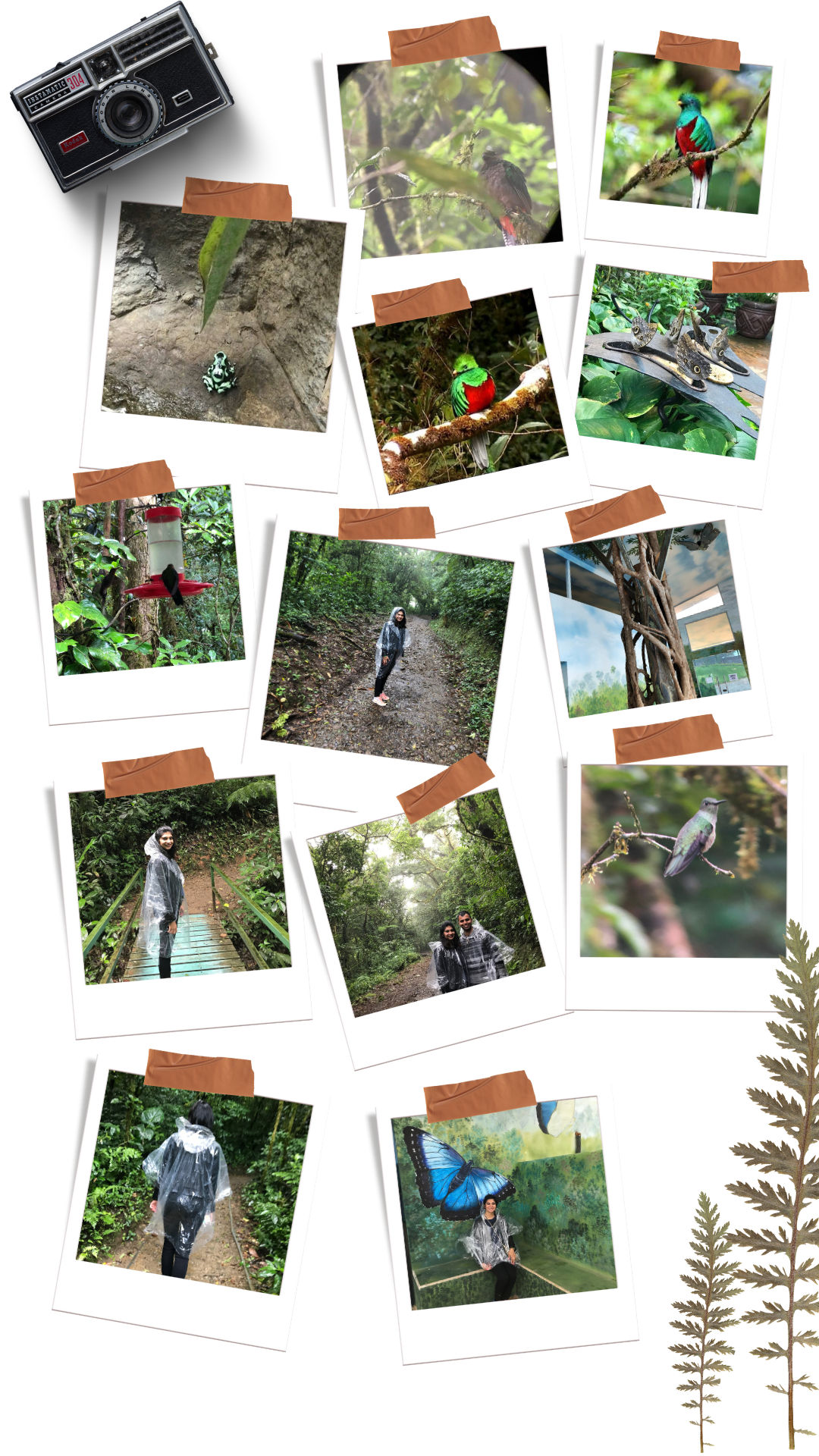 Monte Verde travel collage