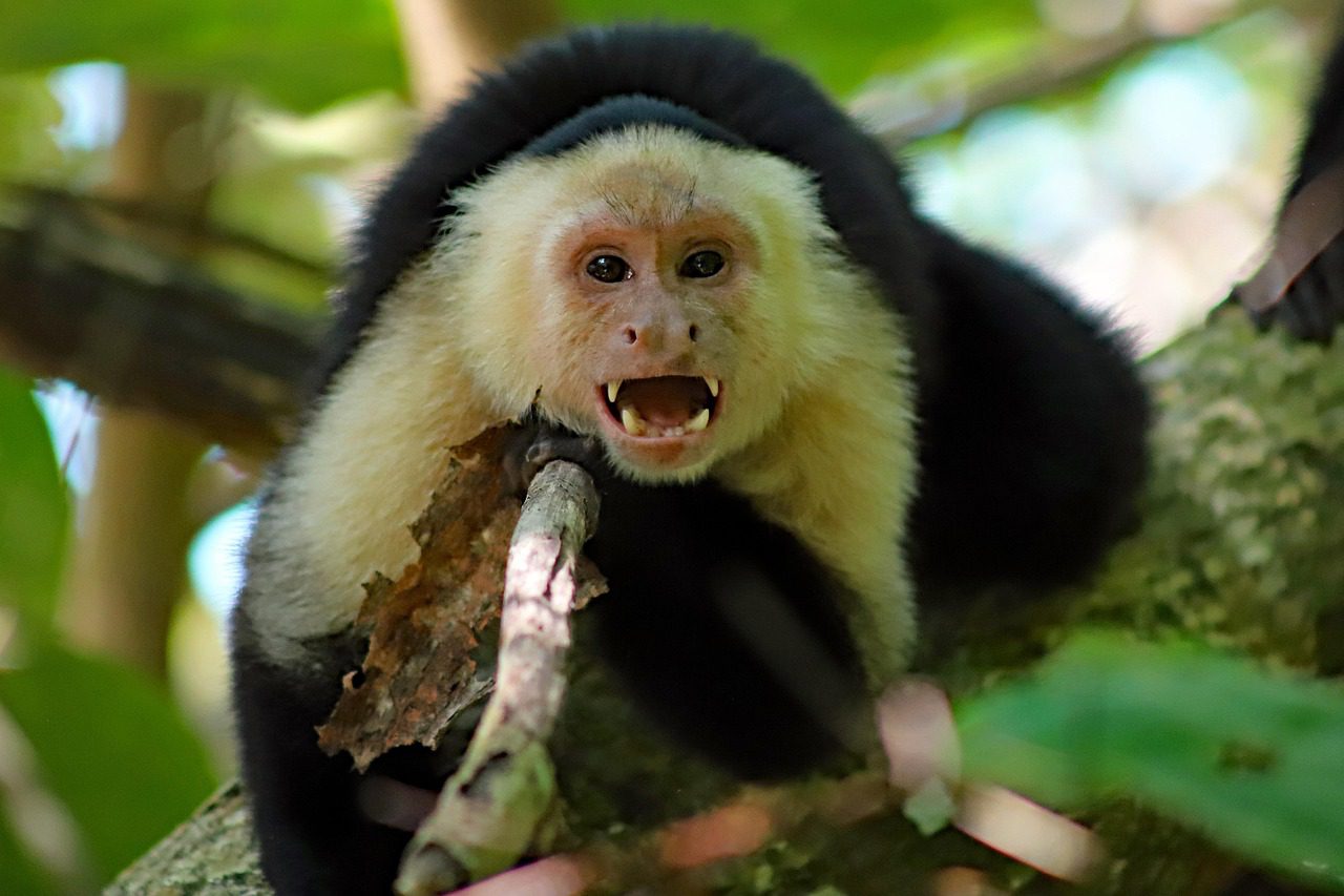 Capuchin Monkey