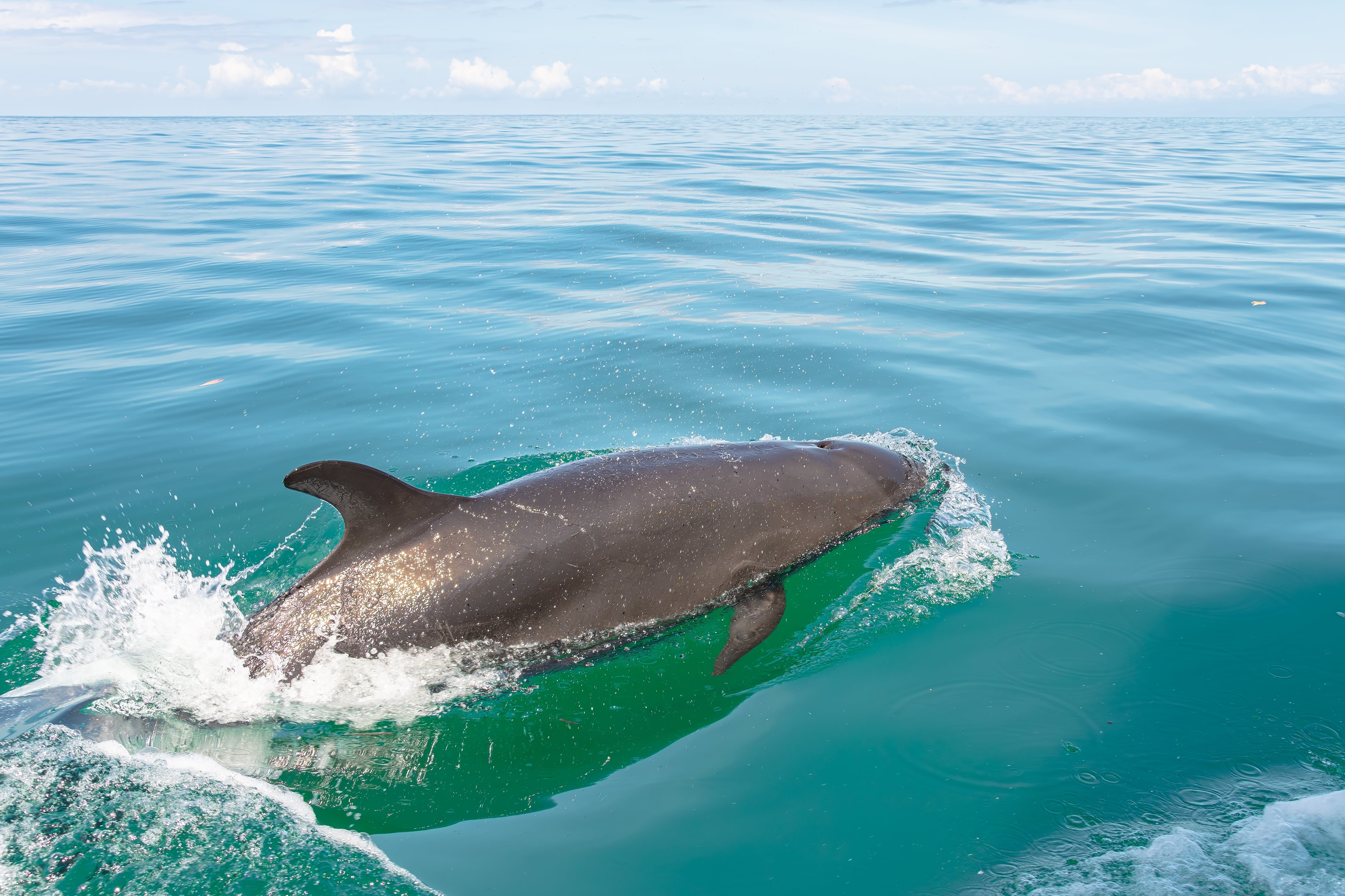 Marine animal swimming