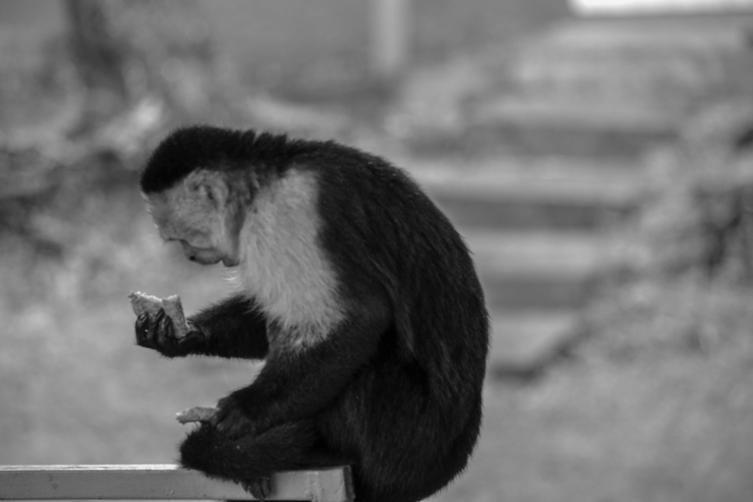 Wildlife in Monte Verde, Costa Rica