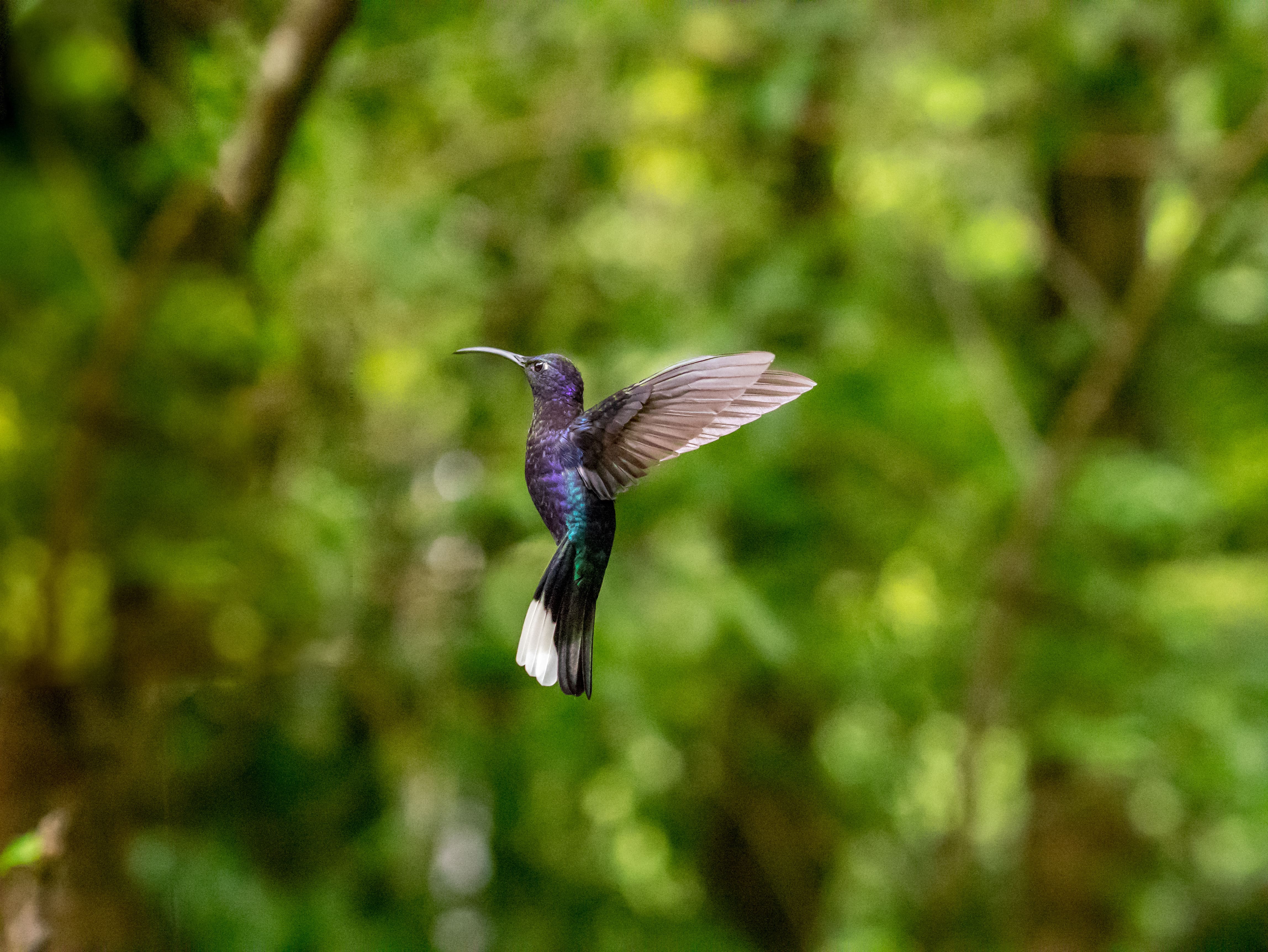Hummingbird in the rainforests of Costa RIca
