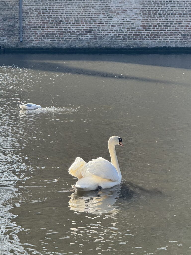 a swan on a lake