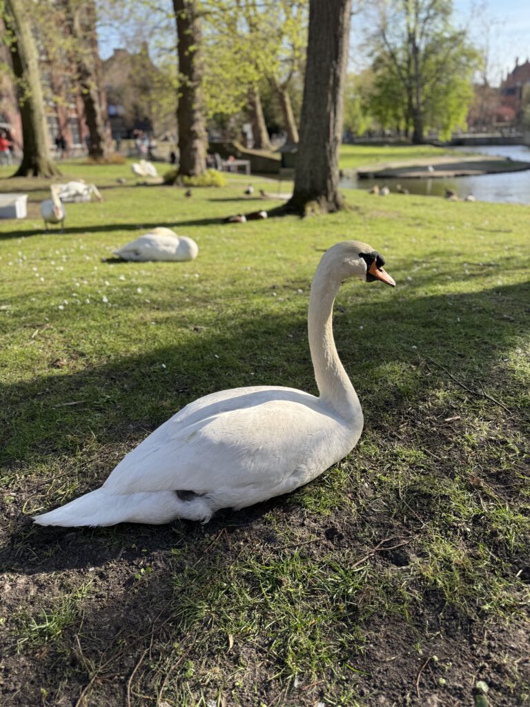 a swan on a park